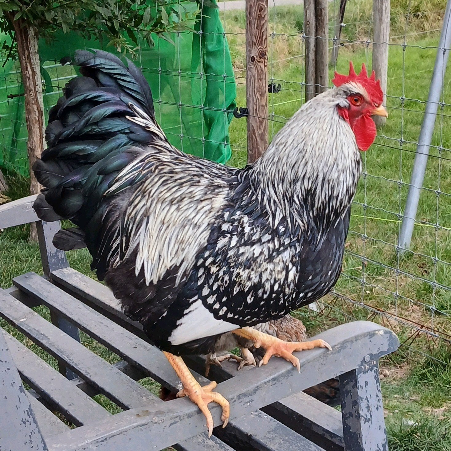 Trio Zilver dubbel gezoomde Barnevelders groot soort, Dieren en Toebehoren, Pluimvee, Meerdere dieren, Kip
