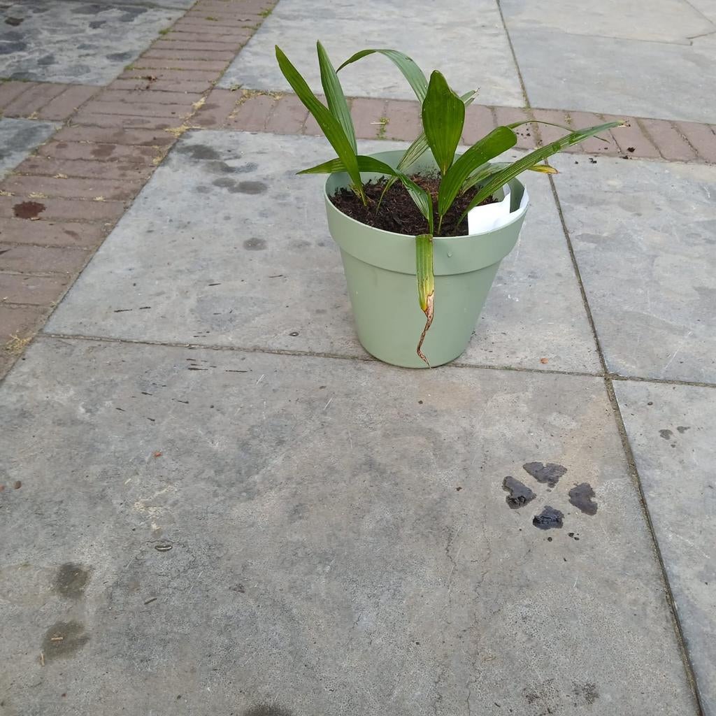 Palmbomen, Palm, In pot, Minder dan 100 cm, Groene kamerplant