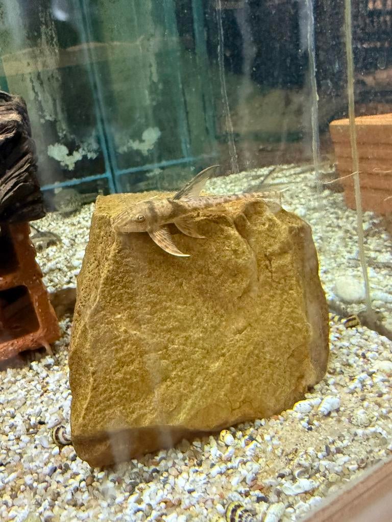 Lamontichthys llanero, Vis, Zoetwatervis