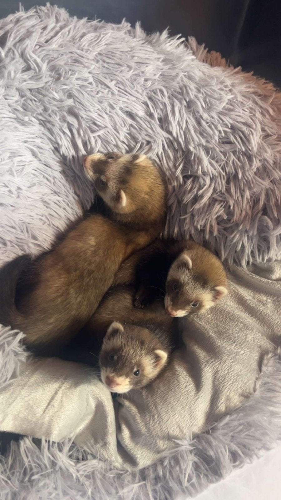 3 leuke fredjes, Dieren en Toebehoren, Januari, Mannelijk