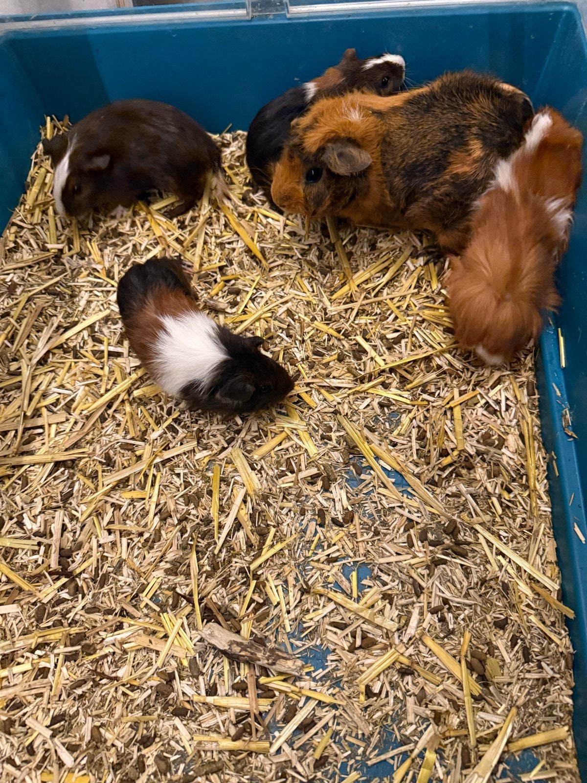 Jongen cavia’s, Dieren en Toebehoren, Knaagdieren, Cavia, Juli, Meerdere dieren, Tam