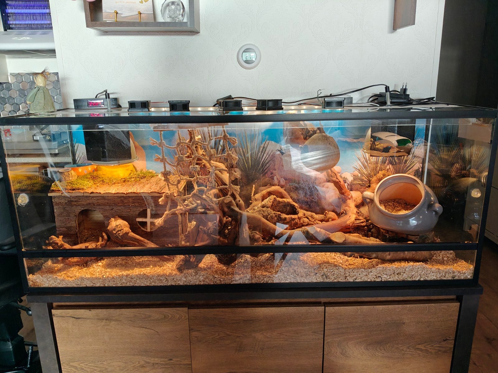 Net terrarium 1.30 x 50 x 40 incl 5 Stekelmuisjes en accesso, Ophalen, Gebruikt, Overige typen