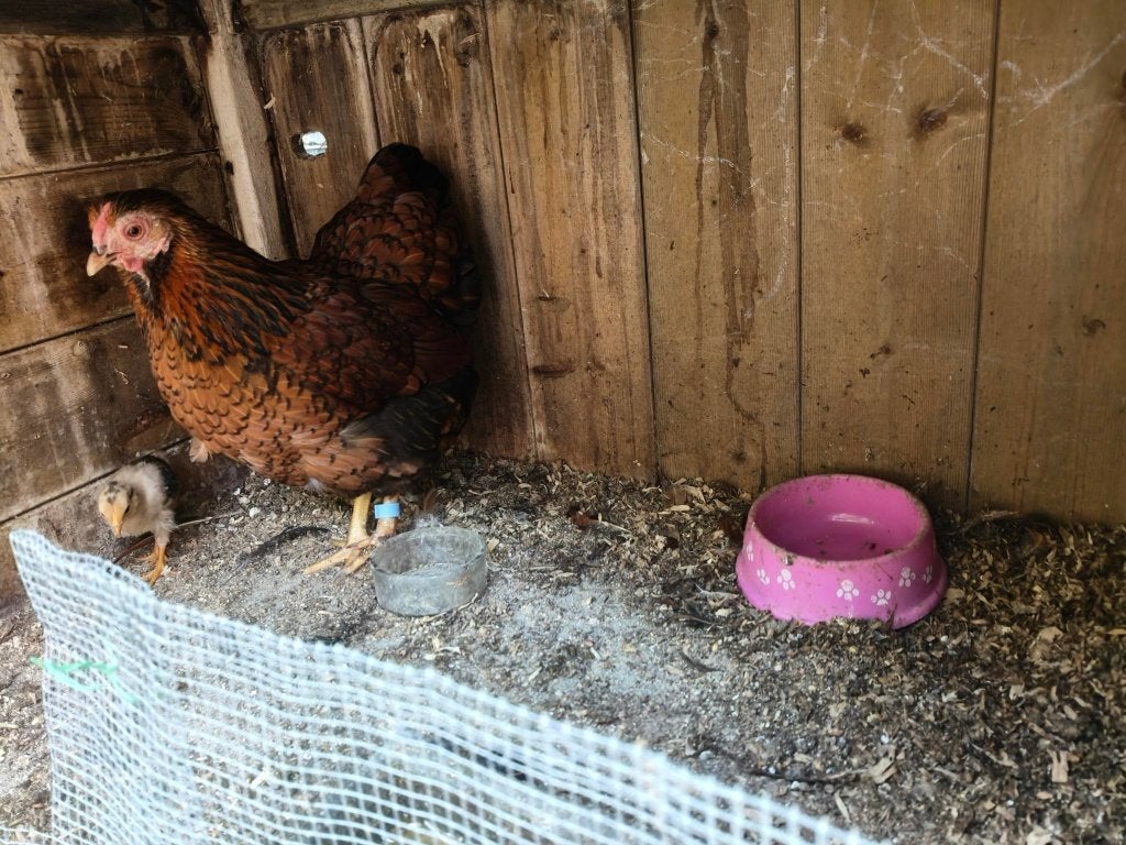 kloek met kuiken( geboren 4 juli), Geslacht onbekend, Kip