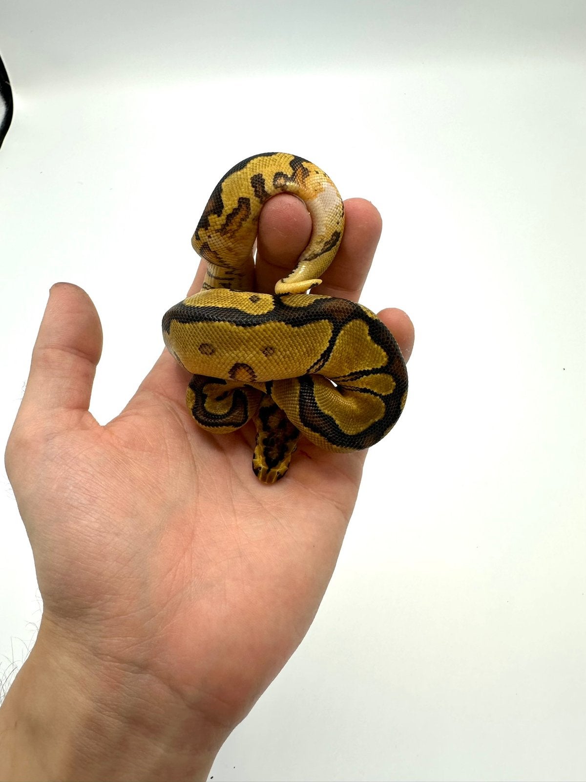 Diverse Python regius - koningspythons Ball Python photo 4