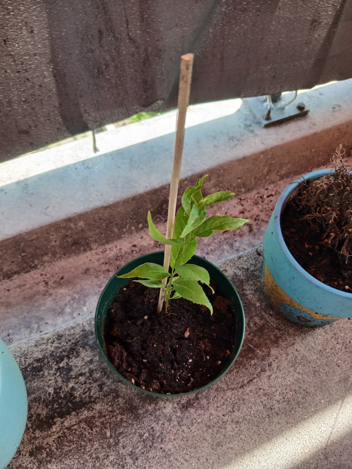 Gratis stekjes en plantjes gezocht!, Ophalen, Overige soorten, Volle zon