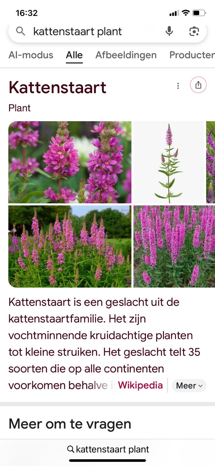 Kattenstaart, Ophalen, Vaste plant, Overige soorten, Volle zon