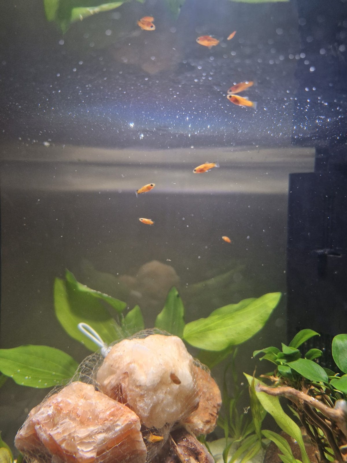 10 stuks - Oranje baby Platy’s, Dieren en Toebehoren, Vissen | Aquariumvissen, Vis