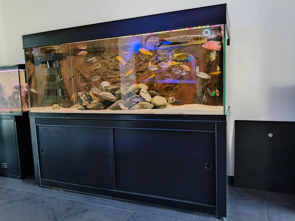 Groot aquarium, Dieren en Toebehoren, Vissen | Aquaria en Toebehoren, Ophalen of Verzenden, Zo goed als nieuw, Gevuld zoetwateraquarium