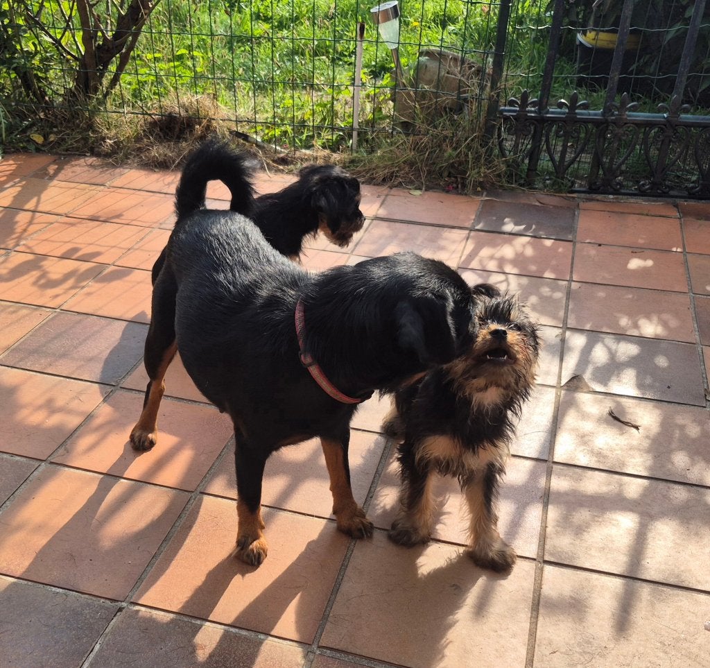 Prachtige pups, Petit Brabançon x Yorkshire, CDV (hondenziekte), 8 tot 15 weken, Meerdere, Meerdere dieren