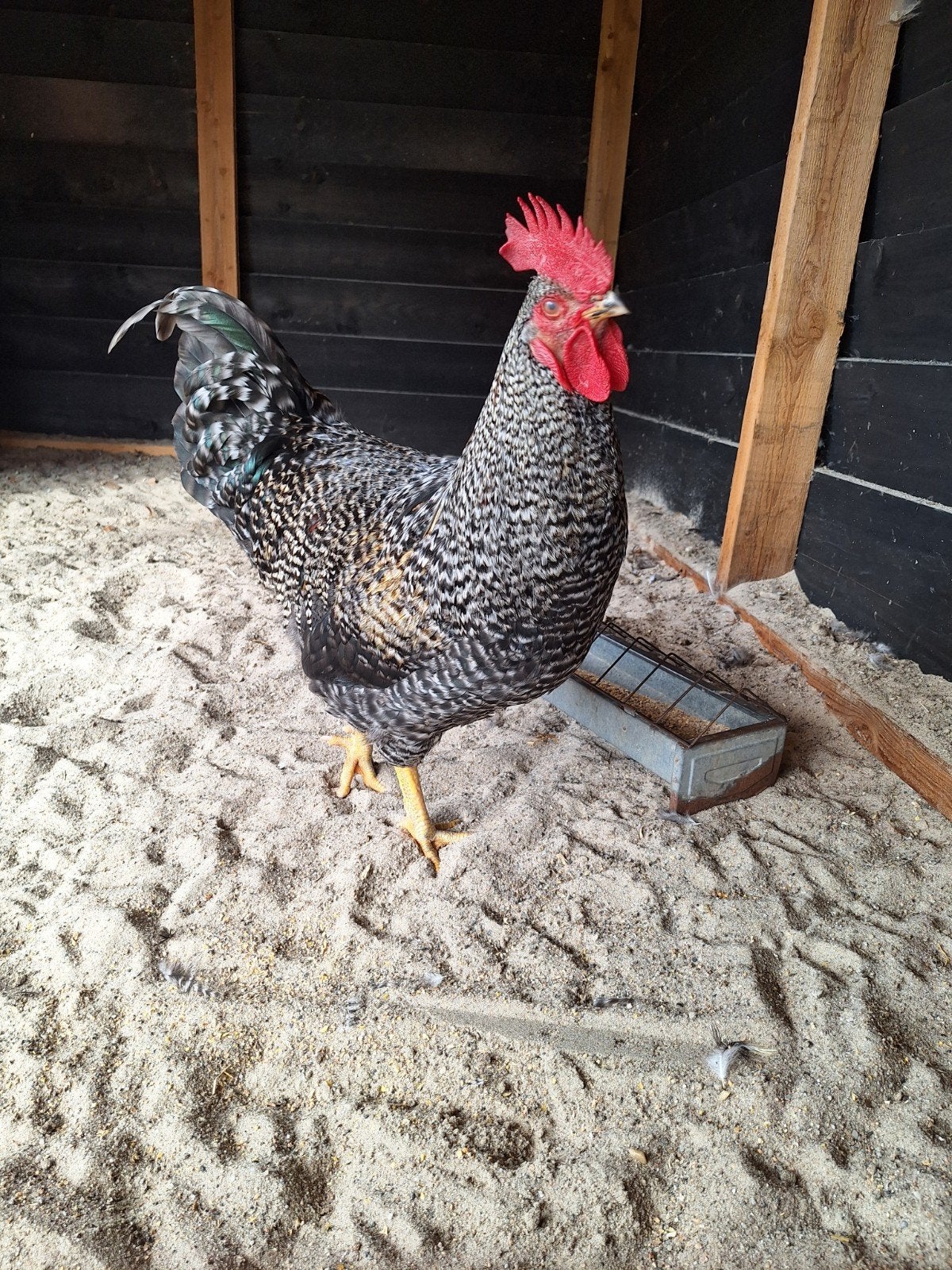 haan amrock, Dieren en Toebehoren, Pluimvee, Mannelijk, Kip