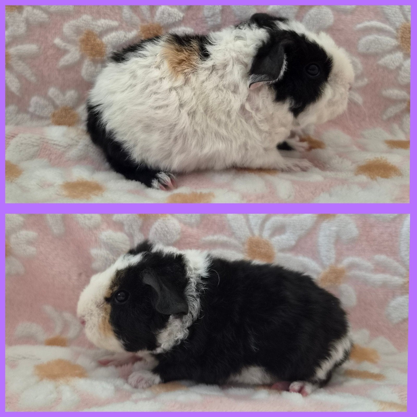 2 US teddy zeugjes met stamboom, Dieren en Toebehoren, Cavia, Augustus, Vrouwelijk, Tam