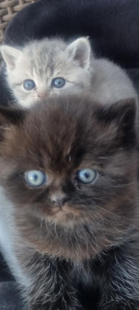 Prachtiche Britse korthaar kittens, Poes
