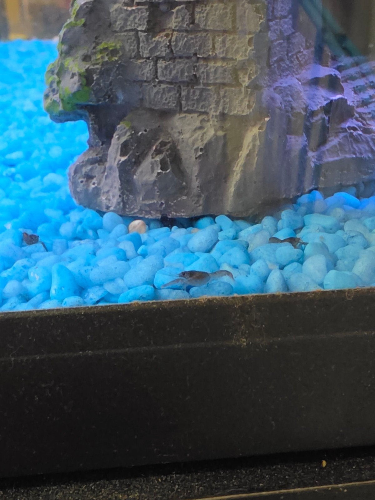 Jonge Blue Moon kreeften, Dieren en Toebehoren, Kreeft, Krab of Garnaal, Zoetwatervis