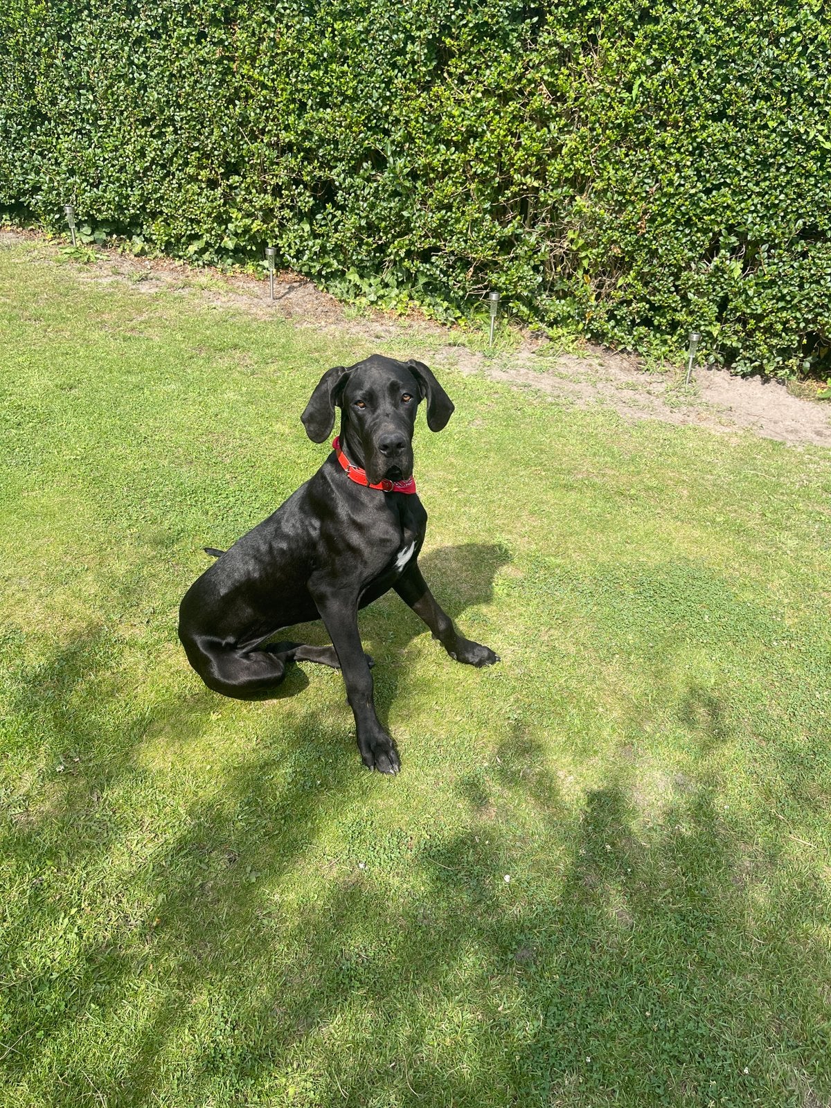 Duitse dog, HCC (leverziekte), 15 weken tot 1 jaar, Teef, Groot