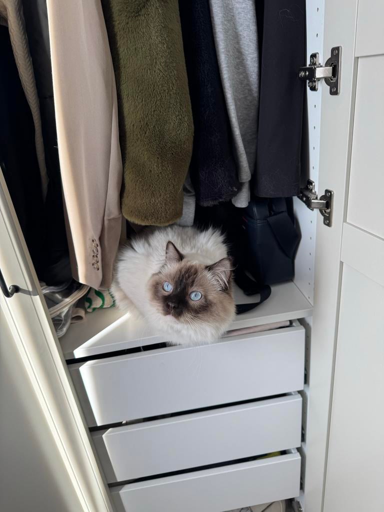 Ragdoll kater, gecastreerd (Alex), Kater
