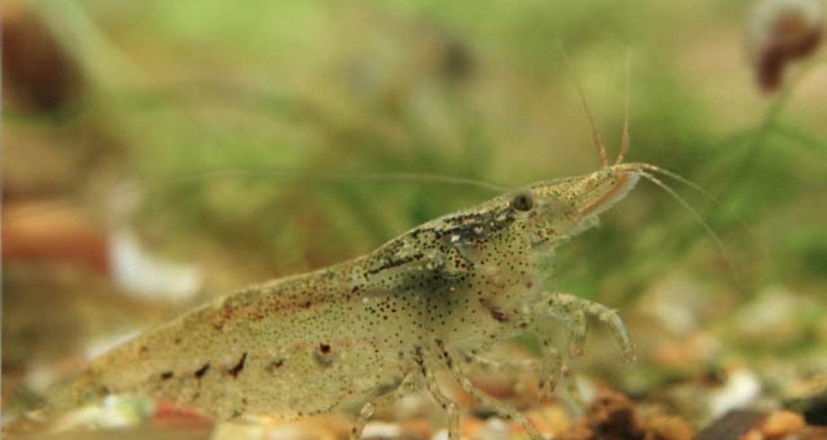 Wildkleur aquarium garnalen, Dieren en Toebehoren, Vissen | Aquariumvissen, Kreeft, Krab of Garnaal