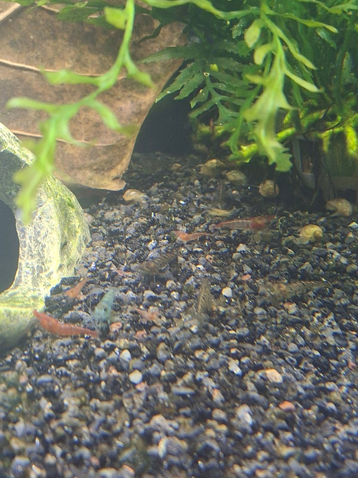 zoet water garnalen verschillende kleuren., Kreeft, Krab of Garnaal