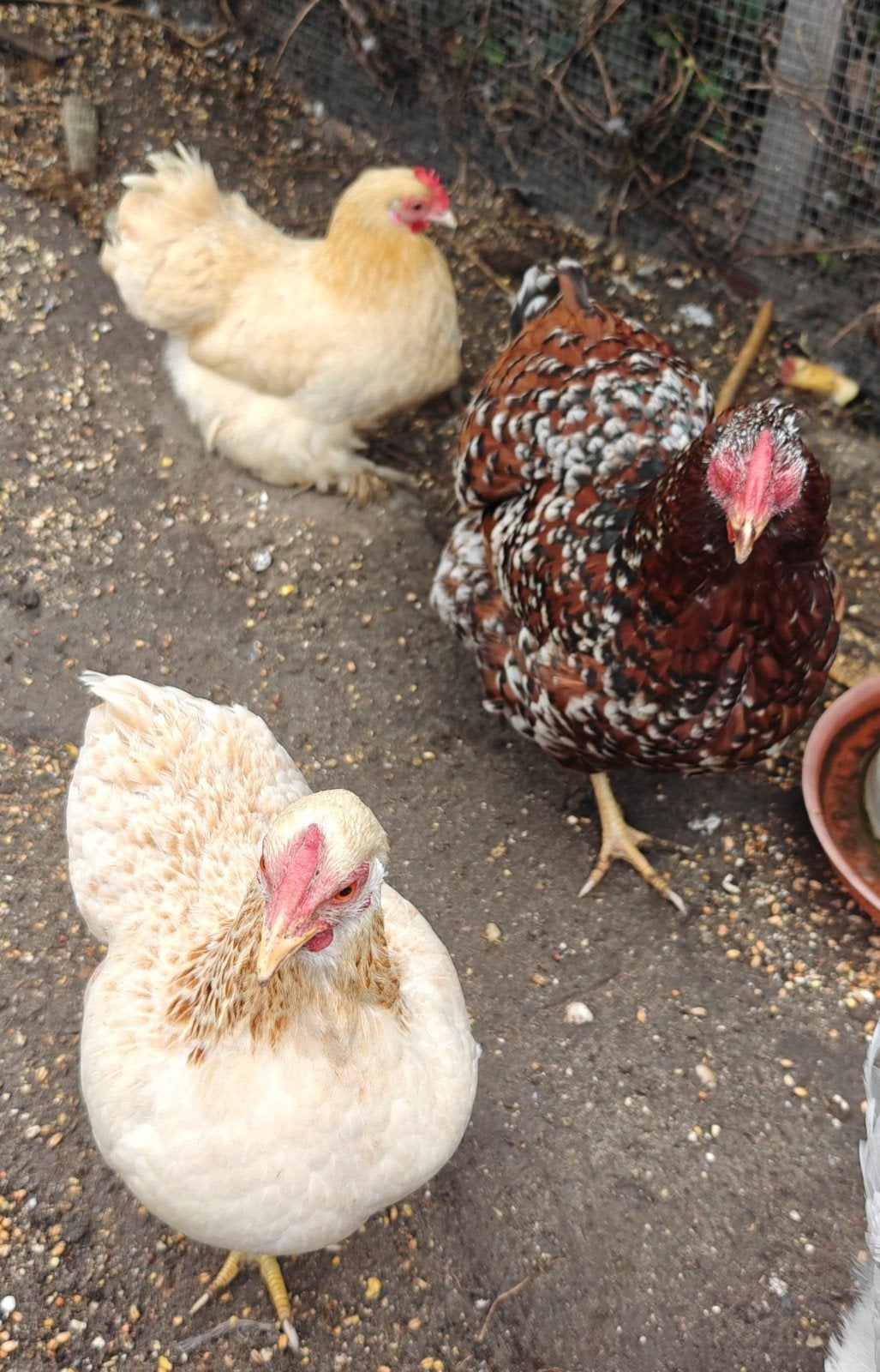 4 krielkippen te koop teab, Dieren en Toebehoren, Pluimvee, Vrouwelijk, Kip