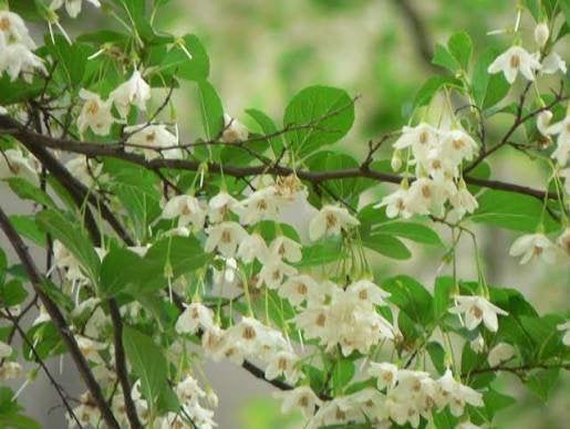 Styrax japonica 175 cm  Japanse Sneeuwklokjesboom, Ophalen of Verzenden, Overige soorten, Struik, 100 tot 250 cm