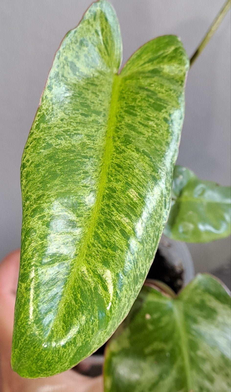 Philodendron Parasio verde, Ophalen of Verzenden, Halfschaduw, Minder dan 100 cm