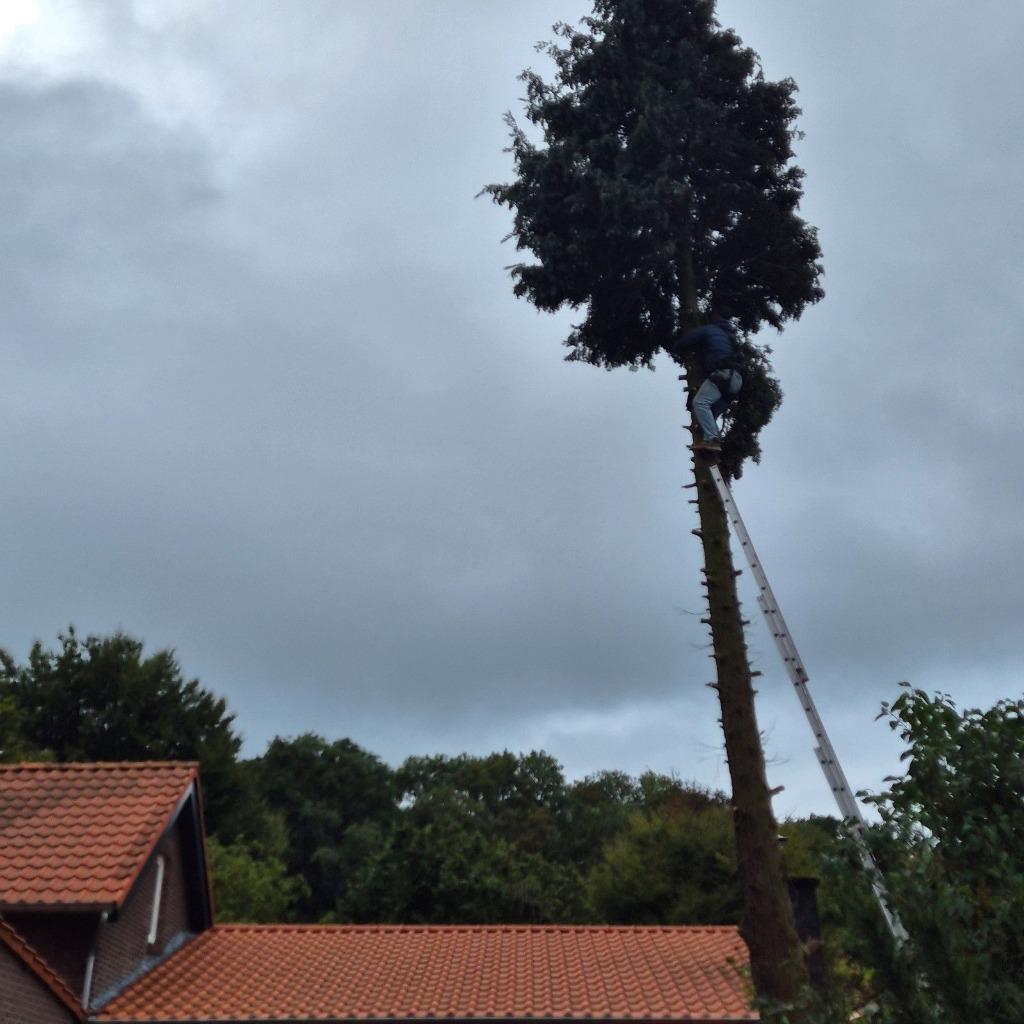 Gratis bomen omzagen, snoeien & boomstronk. Tuinman/hovenier, Garantie, Tuinonderhoud of Snoeiwerk