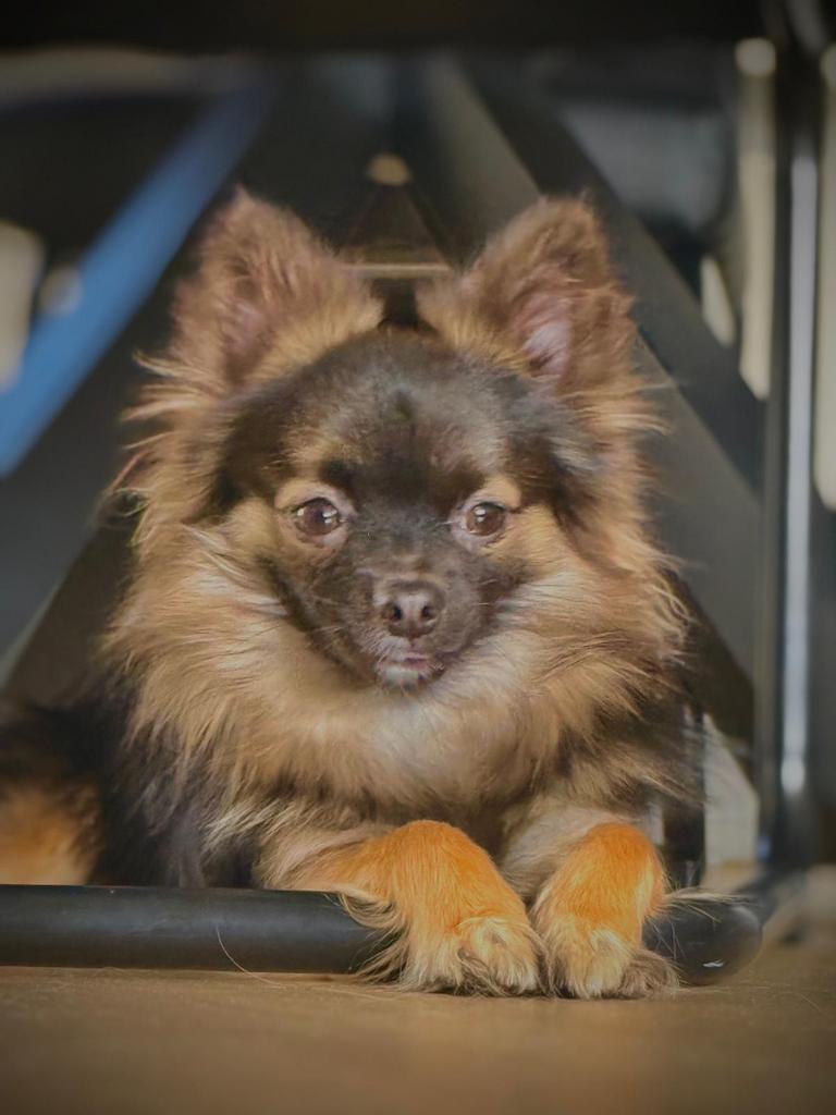 Chihuahua dekreu ter dekking aangeboden (niet te koop!), Dieren en Toebehoren, Parvo, Reu, 1 tot 2 jaar, Eén hond