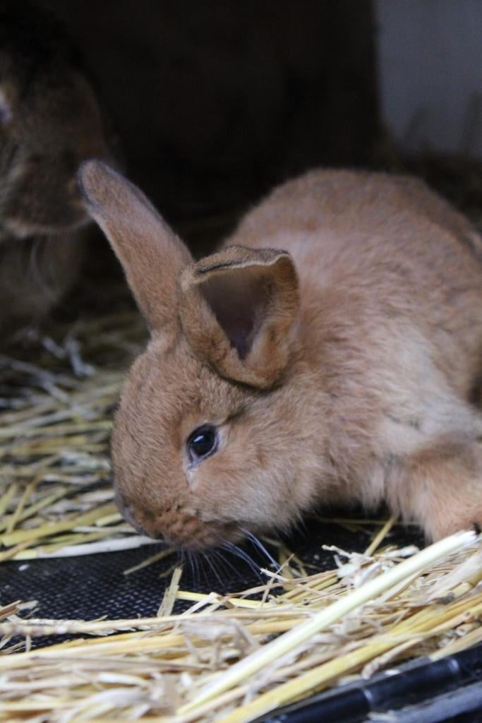 Haas kleurige Vlaamse reusjes rammen, Dieren en Toebehoren, Konijnen, Meerdere dieren, Groot