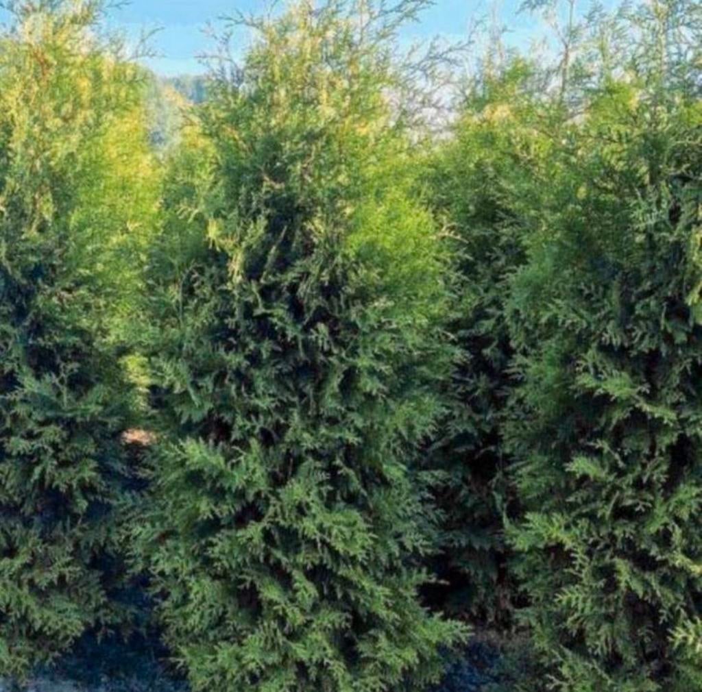 Conifeer THUJA OCCIDENTALIS BRABANT, Ophalen of Verzenden, Bloeit niet, Overige soorten, Volle zon