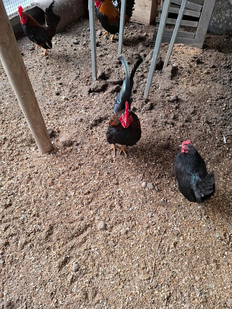 Serama haantje  gratis  nu helemaal op kleur, Dieren en Toebehoren, Pluimvee, Mannelijk, Kip