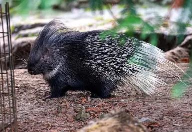 Wij zoeken park en zoodieren, Dieren en Toebehoren, Overige Dieren, December, Meerdere dieren