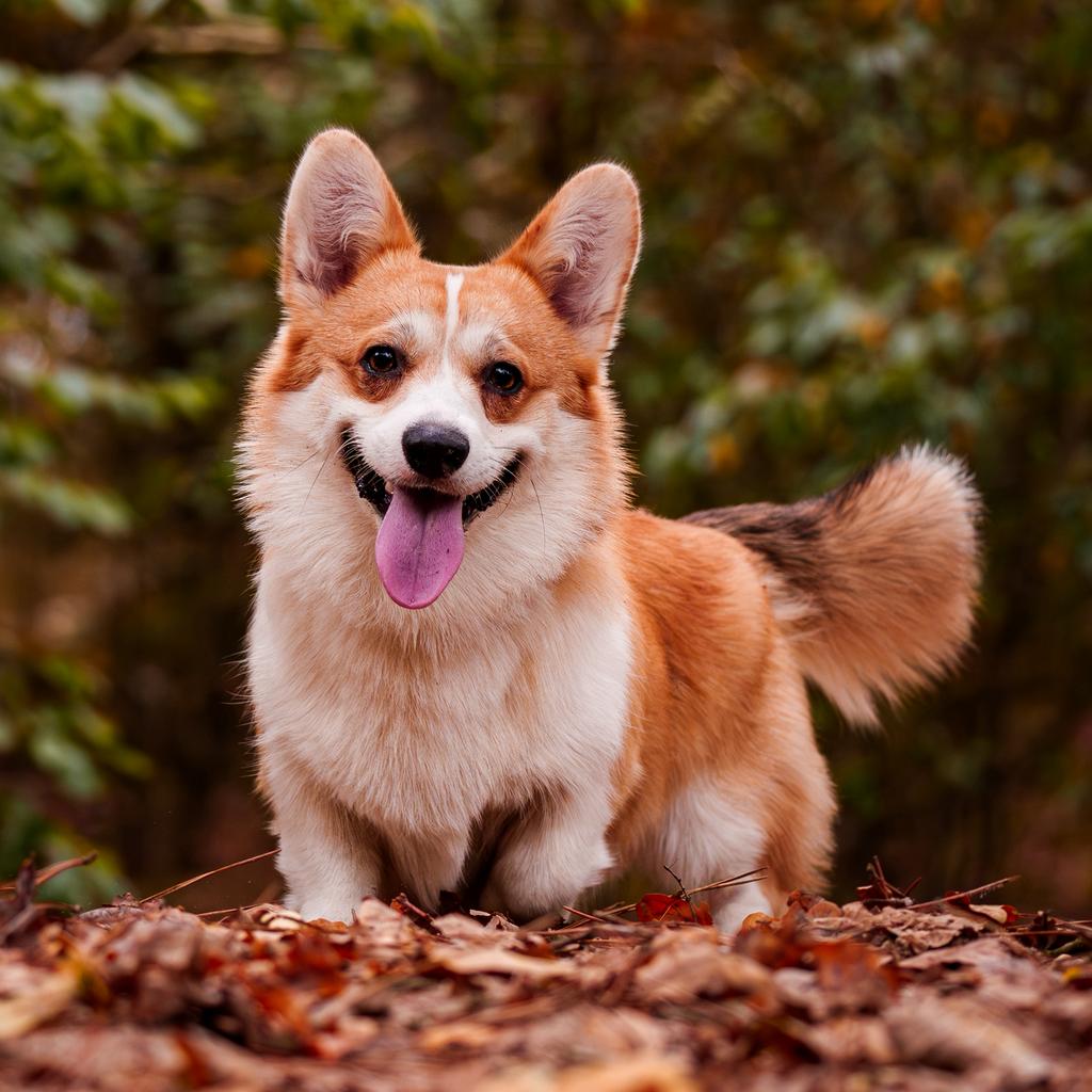 Welsh corgi Pembroke dekreu tobi, Dieren en Toebehoren, Honden | Dekreuen, Parvo, Nederland, Reu, 1 tot 2 jaar