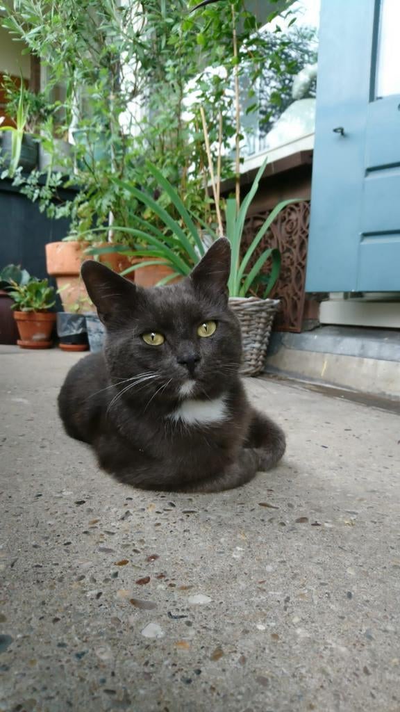 MINI, Dieren en Toebehoren, 3 tot 5 jaar