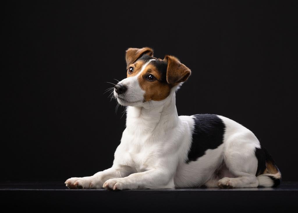 Jack russel terriër dekreu  dekking, Dieren en Toebehoren, Reu, Eén hond, 3 tot 5 jaar, Nederland