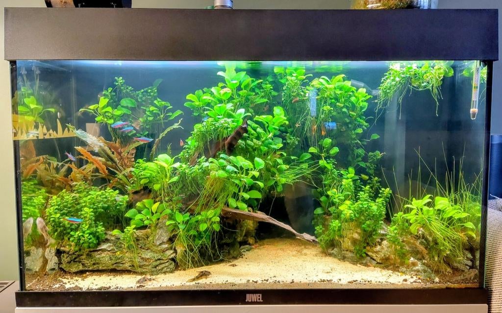 Juwel rio 125 incl. aquascape, Helialux, CO2 & benodigheden, Dieren en Toebehoren, Vissen | Aquaria en Toebehoren, Ophalen, Inclusief vissen