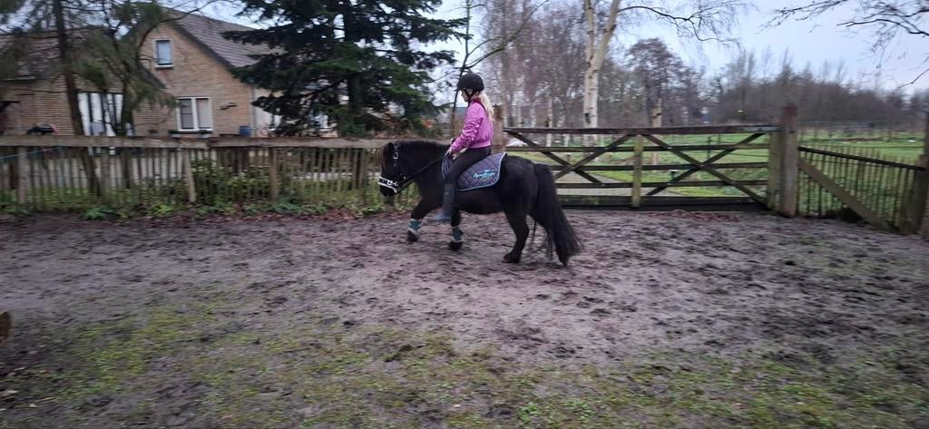 ♡(ponyles/menles) aangeboden voor onervaren ruitertjes!♡, Ophalen of Verzenden, Nieuw