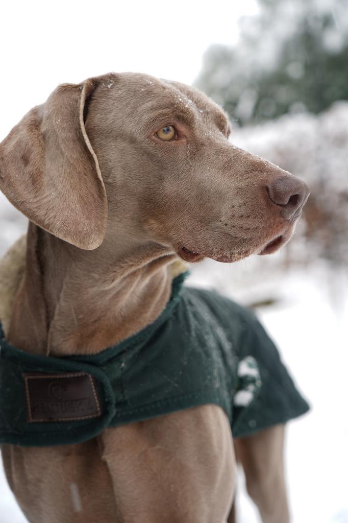 Weimaraner dekreu, Parvo, Nederland, Reu, Eén hond