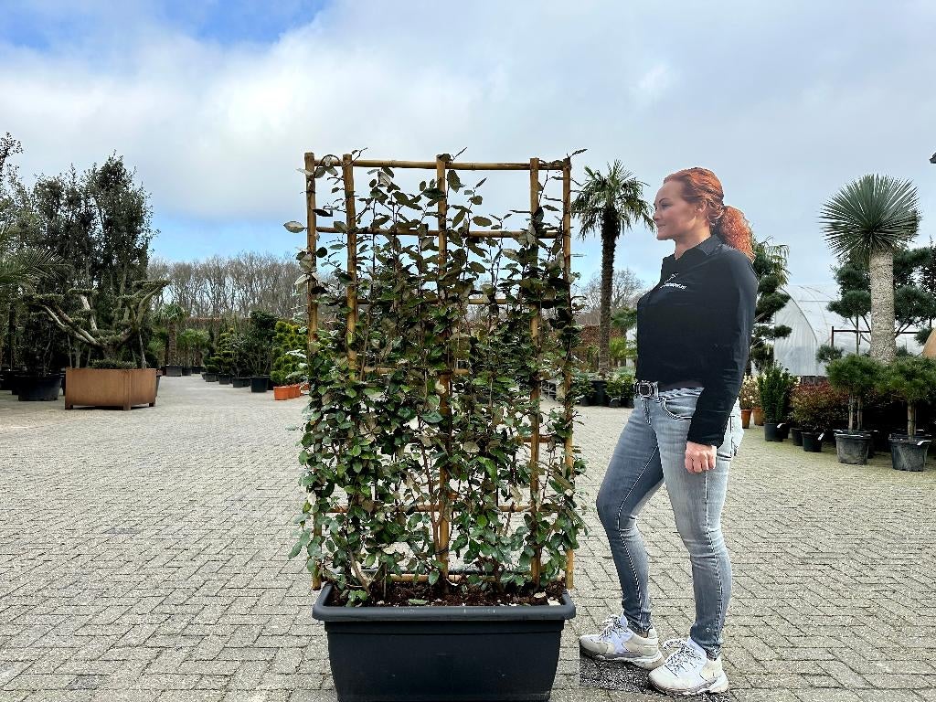 Elaeagnus ebbingei leischerm, kant en klaar haag