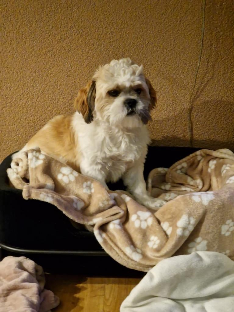 Lex mooie lieve dekreu Shih Tzu met ervaring aangeboden, Reu, Eén hond, CDV (hondenziekte), 3 tot 5 jaar