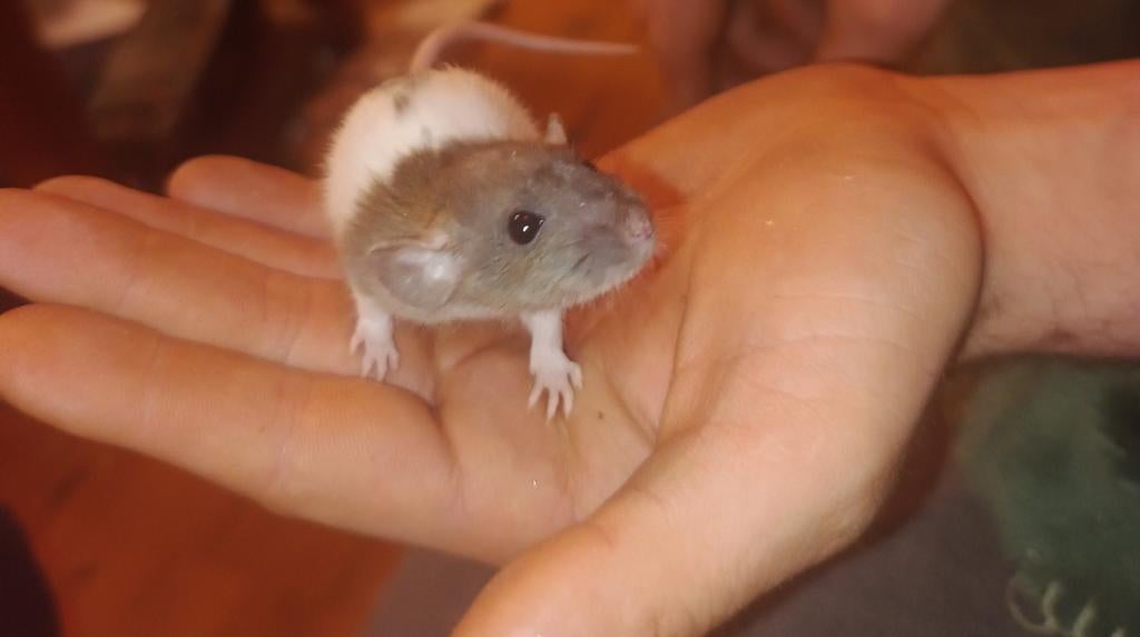 Vrouwelijke dwergratten, Dieren en Toebehoren, Knaagdieren, Rat, December, Vrouwelijk, Tam