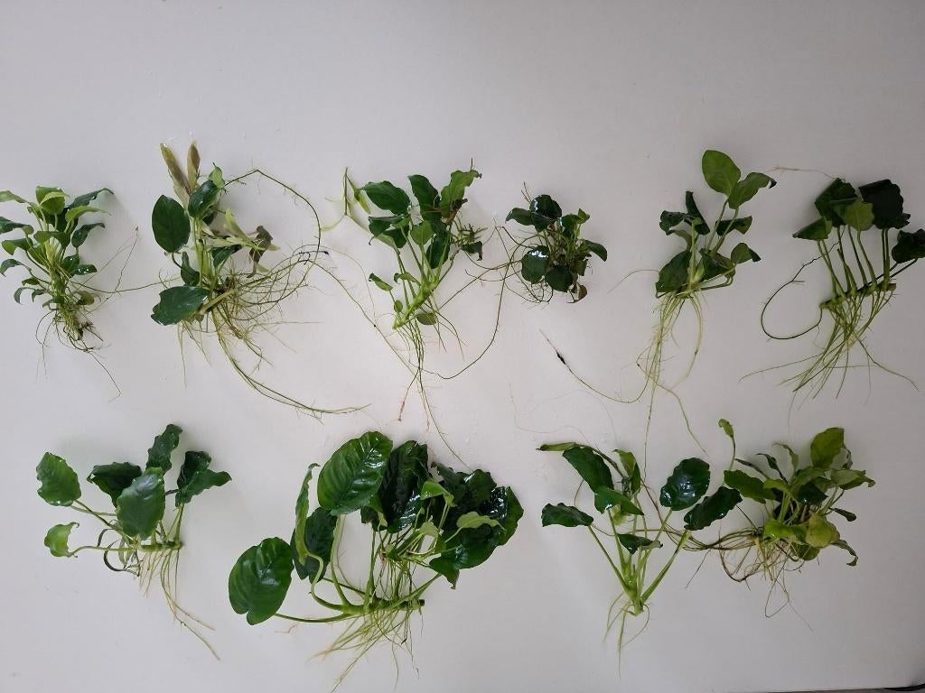 Anubias barteri, aquariumplant voor aquascape, Ophalen of Verzenden, Nieuw, Plant(en), Steen of Hout