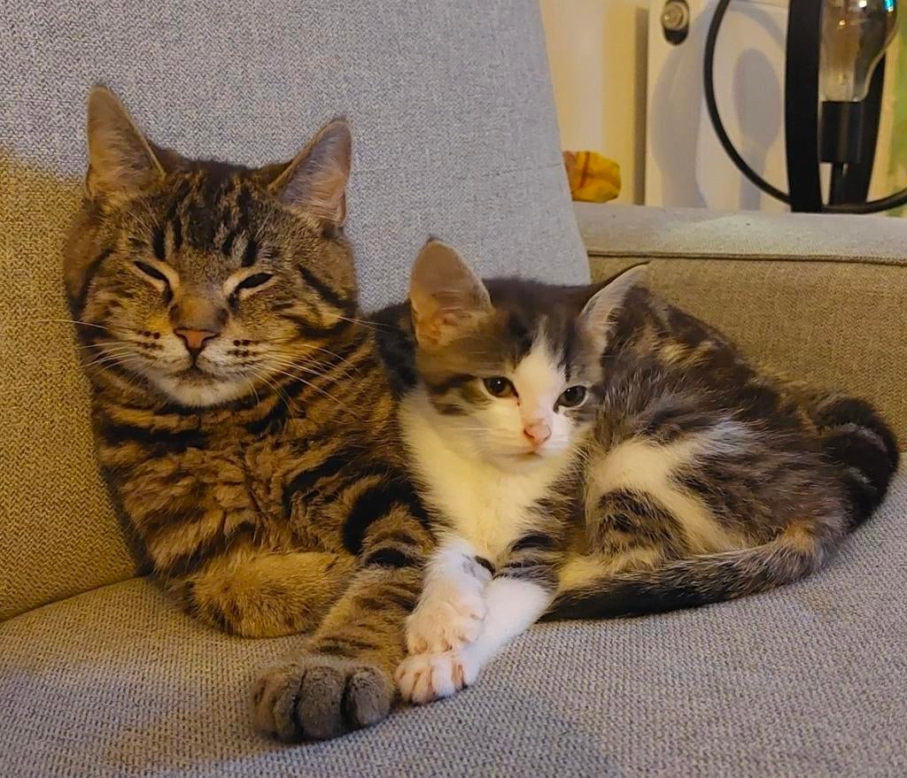 Gezocht / vermist... omgeving Dokkum, Kater