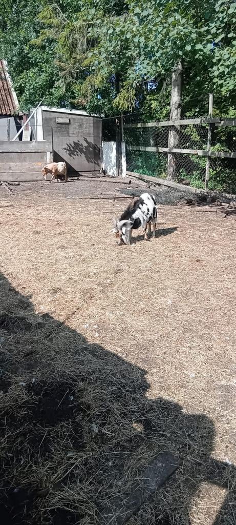 Super lieve mooi gekleurde bok, Dieren en Toebehoren, April, Mannelijk
