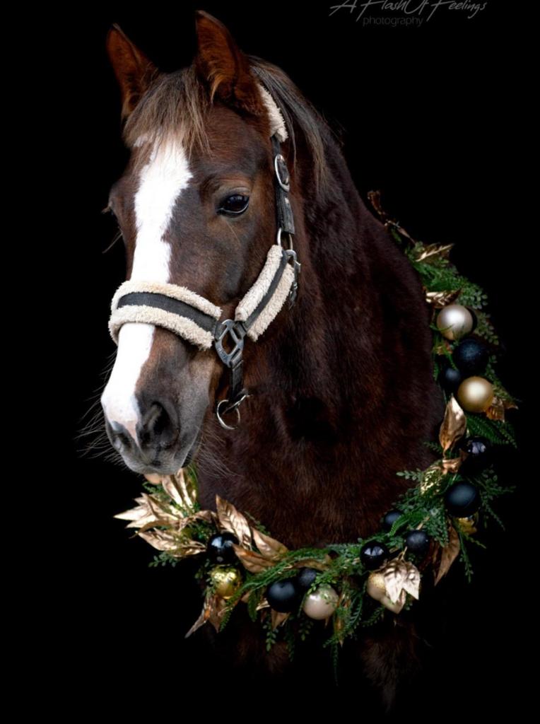 Mijn alerliefste pony te koop, Dieren en Toebehoren, Paarden, Merrie, Zadelmak, Minder dan 160 cm, 7 tot 10 jaar, Springpaard