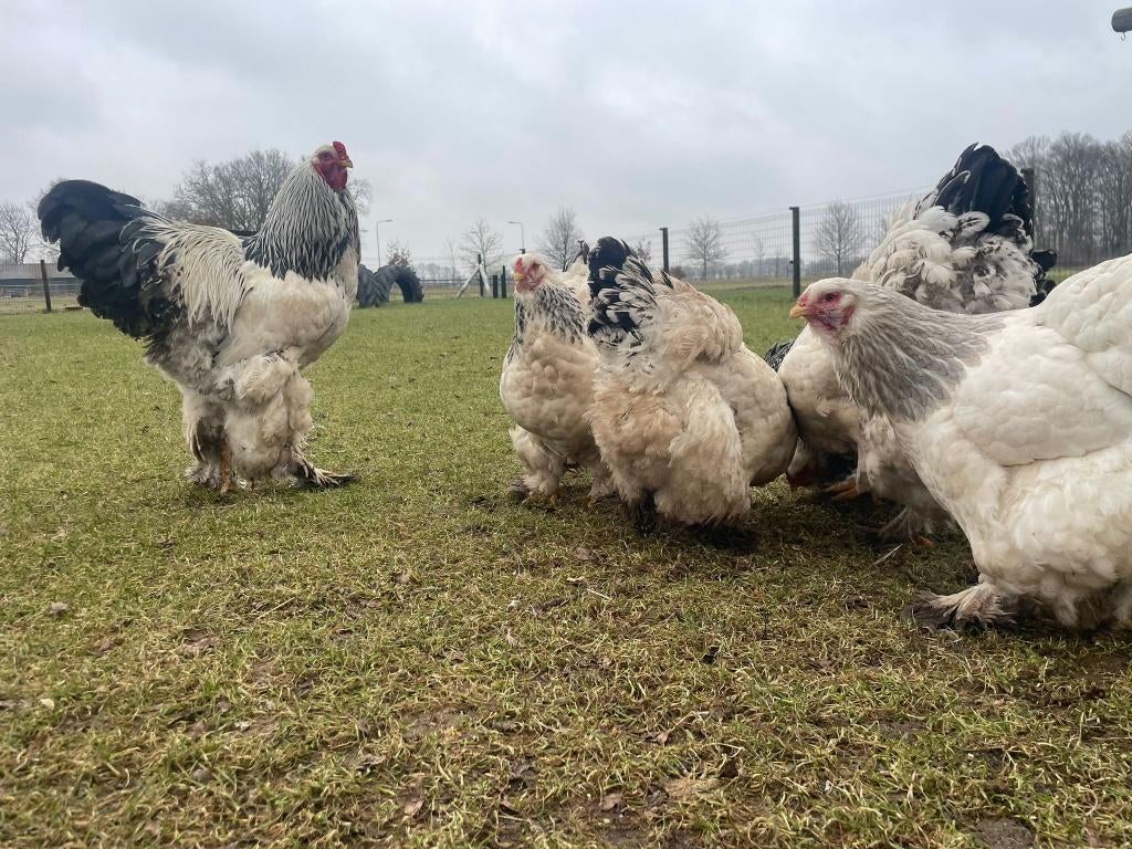 Brahma zwart / blauw  wit Columbia kuikens/broedeieren, Dieren en Toebehoren, Pluimvee, Meerdere dieren, Kip