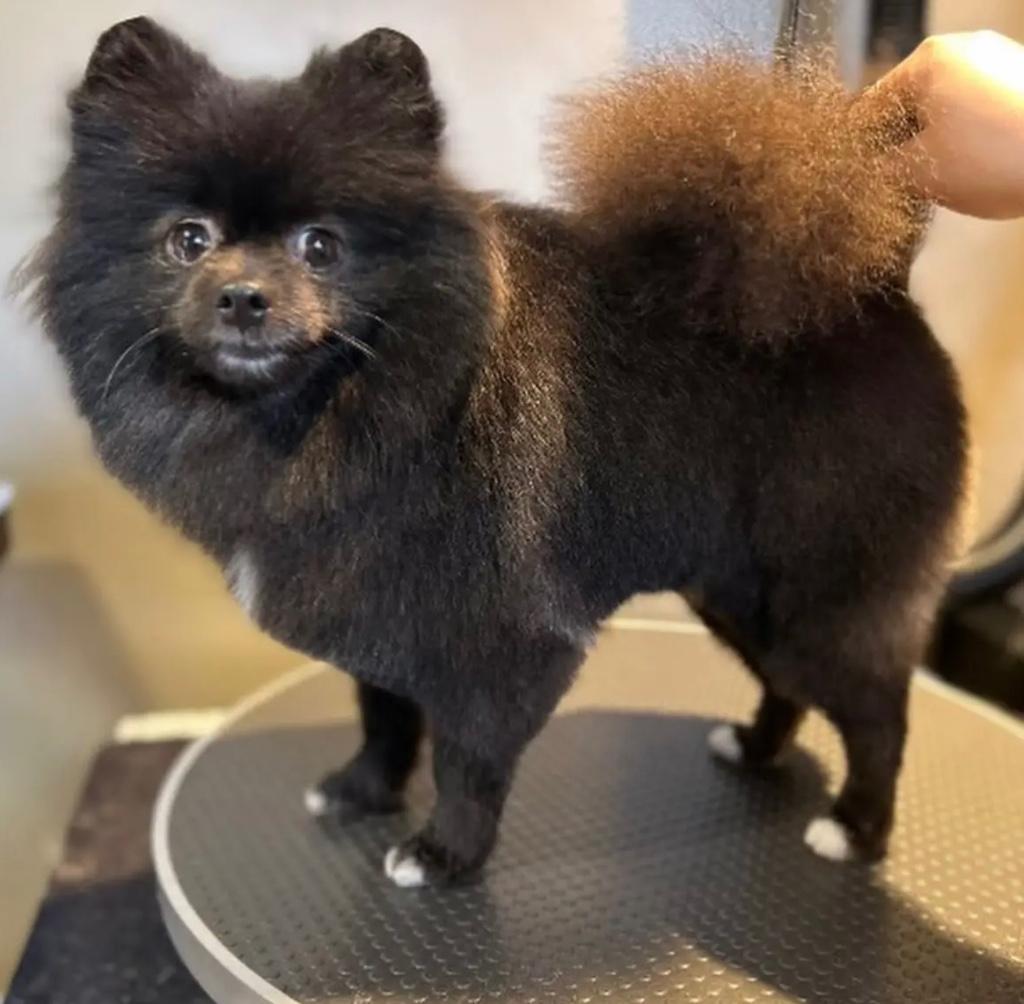 Pomsalon Spaw Noord Holland, Dieren en Toebehoren, Nederland, Reu, 8 tot 15 weken, Meerdere