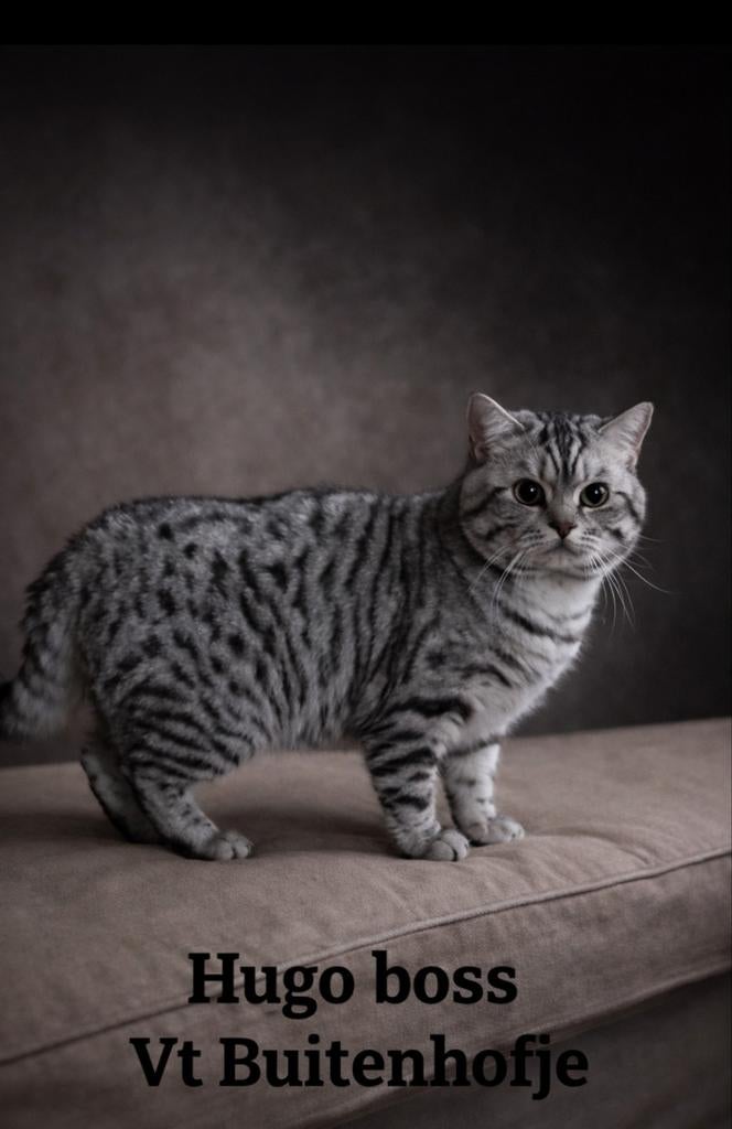 🎀Dek kater Hugo bos tabby kampioen🎀, Dieren en Toebehoren