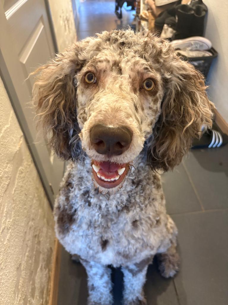 Goldendoodle F1B dekreu, Reu, 1 tot 2 jaar, Parvo, Eén hond