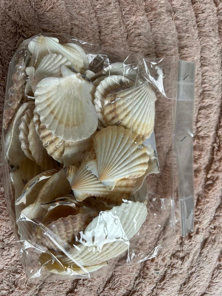 sint jacobs schelpen Pecten Radula, Verzamelen, Mineralen en Fossielen, Ophalen of Verzenden, Schelp(en)