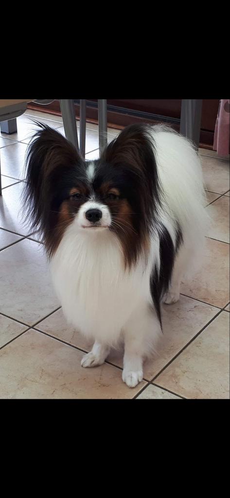 Vlinderhondje ter dekking aangeboden, Reu, 1 tot 2 jaar, Eén hond, CDV (hondenziekte)