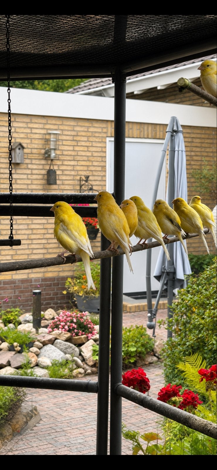 Te koop mooi gele en bonte kanarie,s., Geslacht onbekend, Zangkanarie